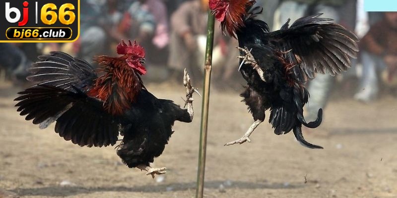 Bí quyết thưởng thức đá gà bình luận viên trọn vẹn nhất cho sư kê
