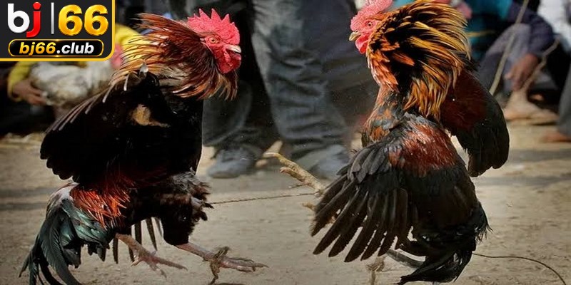 Trải nghiệm đá gà bình luận viên hấp dẫn từng khoảnh khắc 