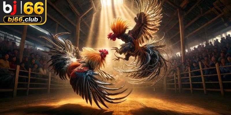 Lựa chọn trận đá gà bình luận viên chuẩn chỉnh để theo dõi