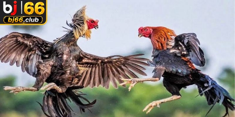 Những giống chiến kê tuyển chọn xuất sắc cho đấu trường đỉnh cao