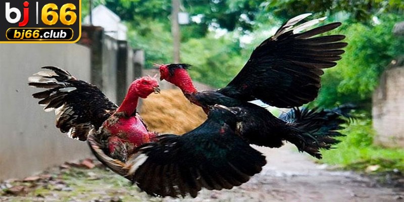 Quy trình huấn luyện đá gà cựa sắt chuyên nghiệp đúng kỹ thuật