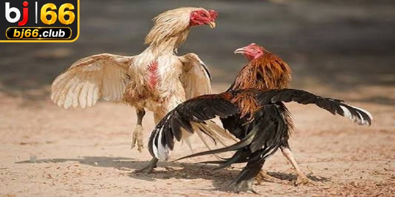 Tuyệt chiêu chọn gà chiến đá gà cựa sắt đỉnh cao dành cho sư kê