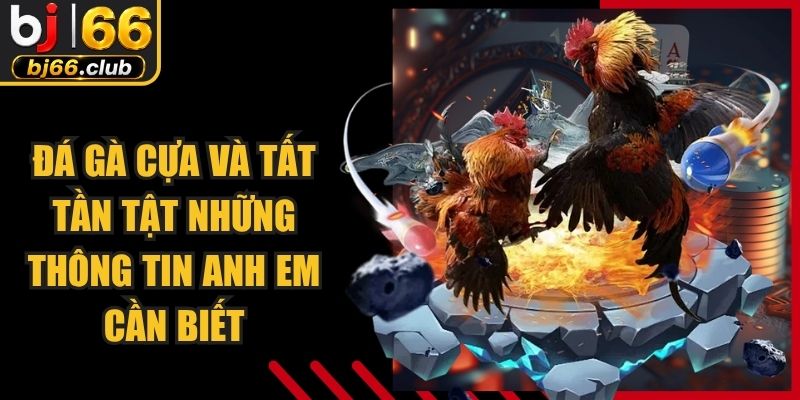 Đá Gà Cựa Và Tất Tần Tật Những Thông Tin Anh Em Cần Biết