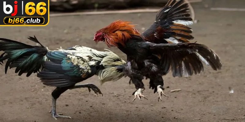 Quy trình nuôi dưỡng đá gà đòn đòi hỏi sự kiên nhẫn, am hiểu kỹ thuật