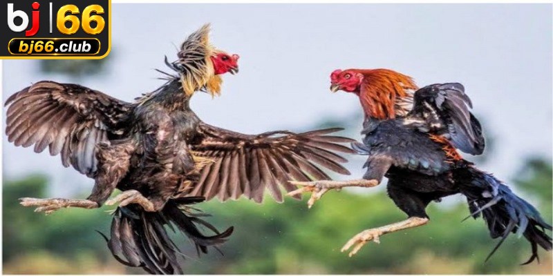 Mỗi chiến kê khi ra trận đều trang bị cho mình những tuyệt chiêu độc đáo