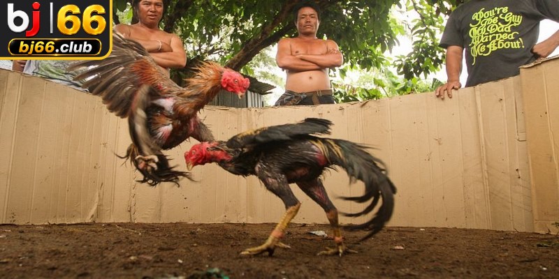 Lợi ích vượt trội từ việc xem, theo dõi băng ghi hình đá gà phát lại