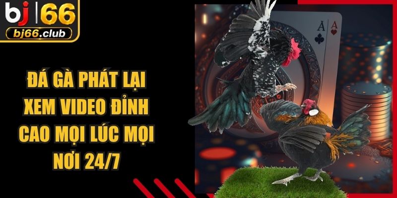 Đá Gà Phát Lại Xem Video Đỉnh Cao Mọi Lúc Mọi Nơi 24/7