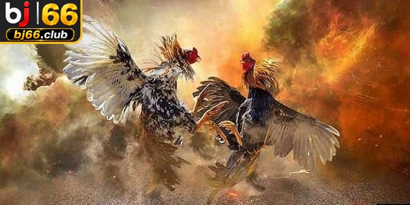 Đá gà SV388 mang tới không gian giải trí cá cược kê chiến hàng đầu hiện nay
