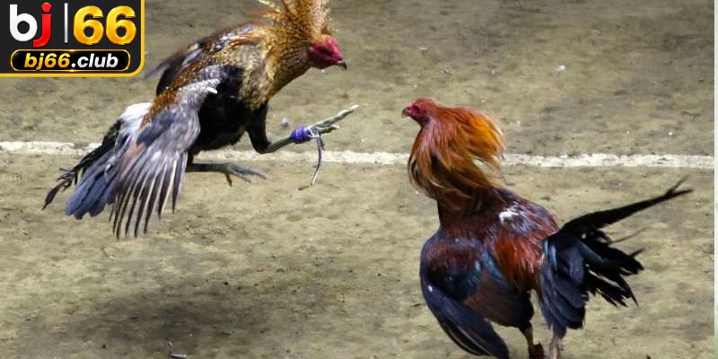 Các hình thức đá gà tre đa dạng mang lại nhiều cảm xúc mới