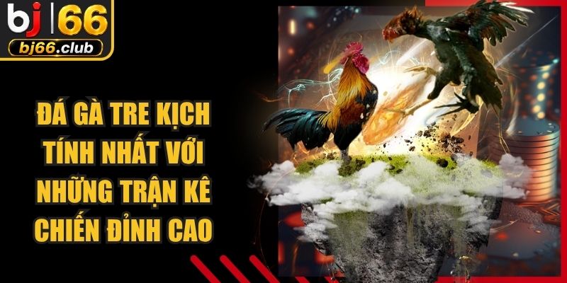 Đá Gà Tre Kịch Tính Nhất Với Những Trận Kê Chiến Đỉnh Cao