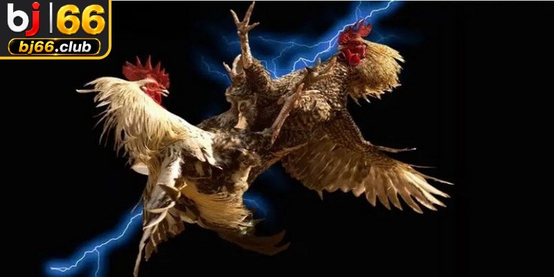 Đá gà trực tiếp c1 mang lại trải nghiệm xem đỉnh cao cho anh em