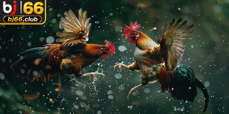 Các hình thức thi đấu đá gà tường thuật hot nhất thị trường 2026