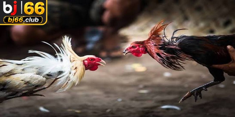 Những ưu điểm vượt trội khi sư kê theo dõi tường thuật đá gà